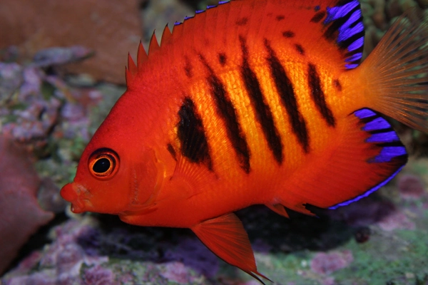 Flamme dværgkejser (Centropyge loricula)
